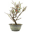 Chaenomeles speciosa, 28,5 cm, ± 13 jaar oud, met rode bloemen en geel fruit