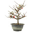 Chaenomeles speciosa, 24,5 cm, ± 13 jaar oud, met rode bloemen en geel fruit