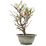 Chaenomeles speciosa, 28,5 cm, ± 13 jaar oud, met rode bloemen en geel fruit