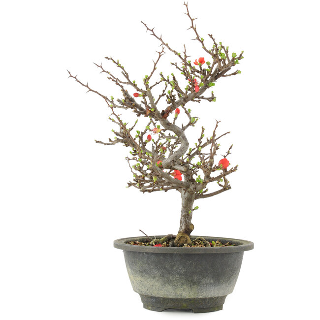 Chaenomeles speciosa, 24,5 cm, ± 13 jaar oud, met rode bloemen en geel fruit