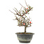 Chaenomeles speciosa, 24,5 cm, ± 13 jaar oud, met rode bloemen en geel fruit