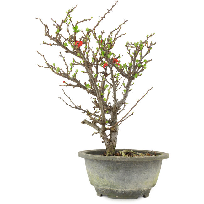 Chaenomeles speciosa, 28,5 cm, ± 13 ans, à fleurs rouges et fruits jaunes