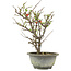 Chaenomeles speciosa, 28,5 cm, ± 13 años, con flores rojas y frutos amarillos