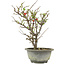 Chaenomeles speciosa, 28,5 cm, ± 13 years old, with red flowers and yellow fruit