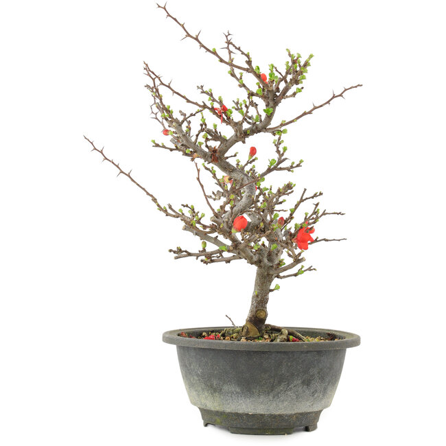 Chaenomeles speciosa, 24,5 cm, ± 13 jaar oud, met rode bloemen en geel fruit