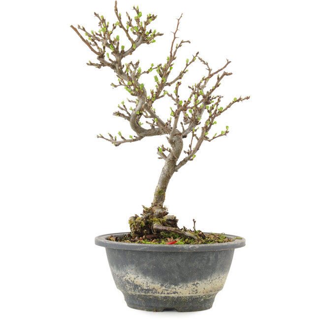 Chaenomeles speciosa, 25,5 cm, ± 13 jaar oud, met rode bloemen en geel fruit