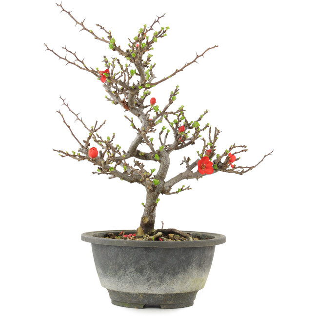 Chaenomeles speciosa, 24,5 cm, ± 13 años, con flores rojas y frutos amarillos