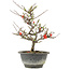 Chaenomeles speciosa, 24,5 cm, ± 13 jaar oud, met rode bloemen en geel fruit