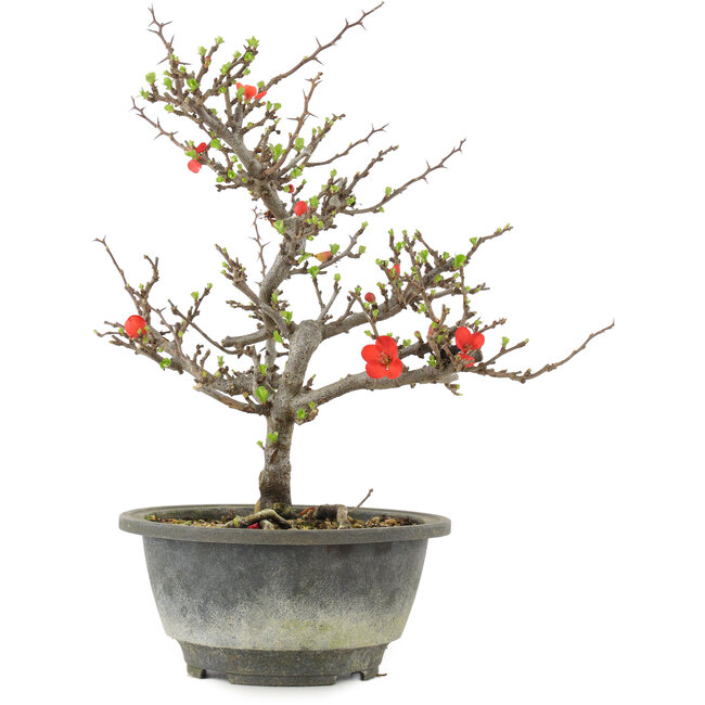 Chaenomeles speciosa, 24,5 cm, ± 13 anni, con fiori rossi e frutti gialli