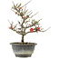 Chaenomeles speciosa, 24,5 cm, ± 13 años, con flores rojas y frutos amarillos