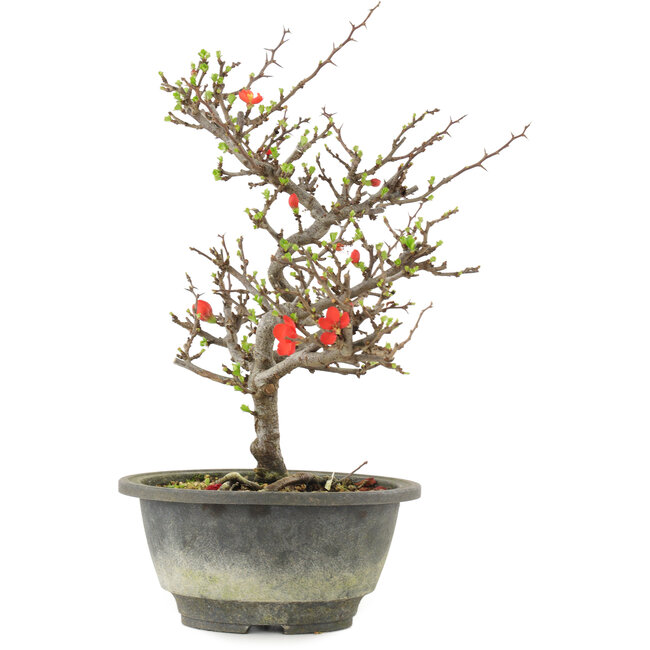 Chaenomeles speciosa, 24,5 cm, ± 13 jaar oud, met rode bloemen en geel fruit