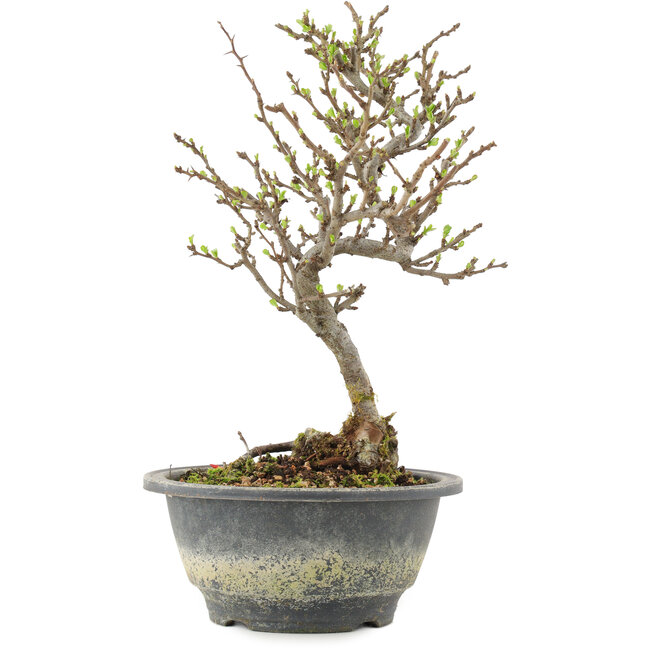 Chaenomeles speciosa, 25,5 cm, ± 13 Jahre alt, mit roten Blüten und gelben Früchten