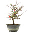 Chaenomeles speciosa, 24,5 cm, ± 13 anni, con fiori rossi e frutti gialli