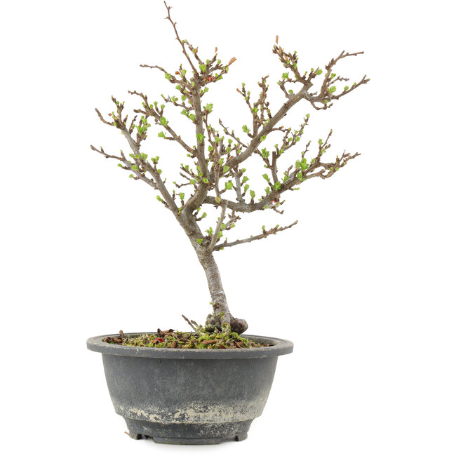 Chaenomeles speciosa, 24,5 cm, ± 13 anni, con fiori rossi e frutti gialli