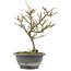 Chaenomeles speciosa, 24,5 cm, ± 13 anni, con fiori rossi e frutti gialli