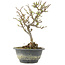 Chaenomeles speciosa, 25,5 cm, ± 13 anni, con fiori rossi e frutti gialli