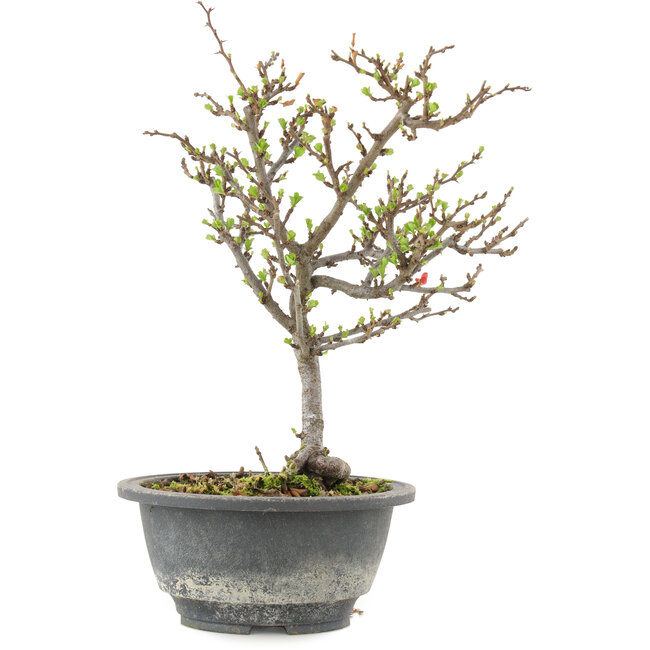 Chaenomeles speciosa, 24,5 cm, ± 13 años, con flores rojas y frutos amarillos