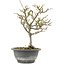 Chaenomeles speciosa, 24,5 cm, ± 13 jaar oud, met rode bloemen en geel fruit