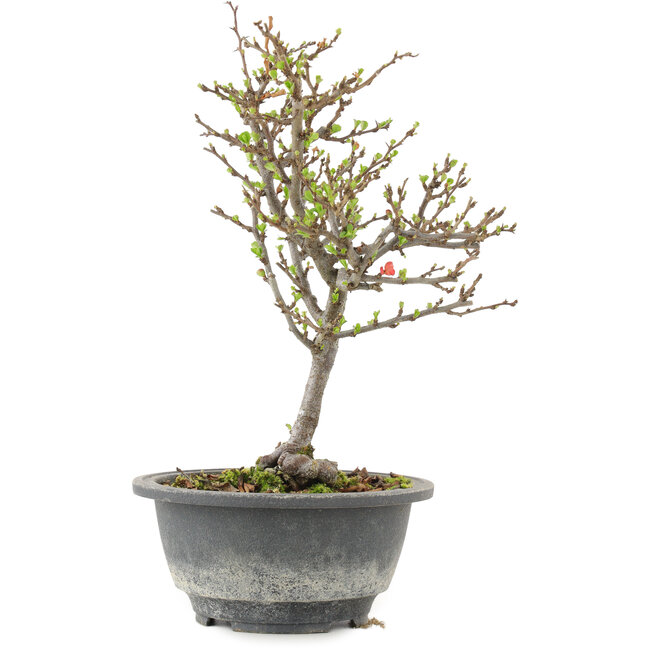 Chaenomeles speciosa, 24,5 cm, ± 13 años, con flores rojas y frutos amarillos