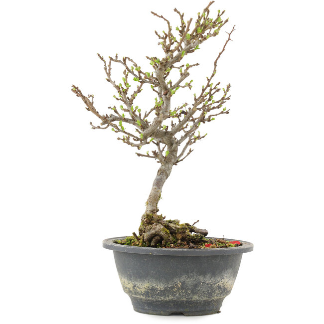 Chaenomeles speciosa, 25,5 cm, ± 13 anni, con fiori rossi e frutti gialli