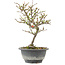 Chaenomeles speciosa, 24,5 cm, ± 13 anni, con fiori rossi e frutti gialli