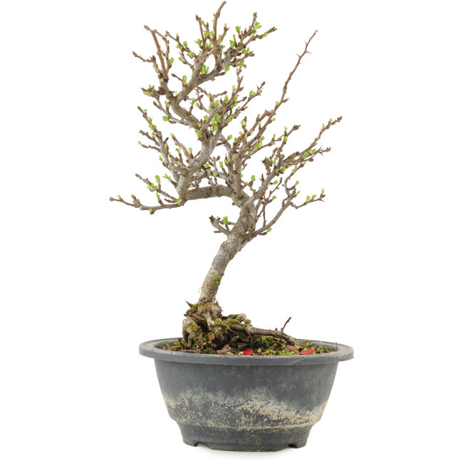 Chaenomeles speciosa, 25,5 cm, ± 13 años, con flores rojas y frutos amarillos