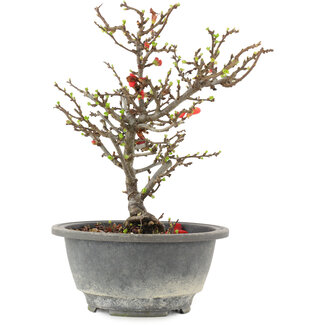 Chaenomeles speciosa, 21 cm, ± 13 Jahre alt