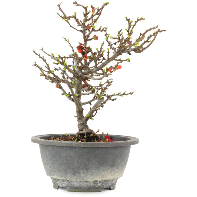 Chaenomeles speciosa, 21 cm, ± 13 jaar oud, met rode bloemen en geel fruit