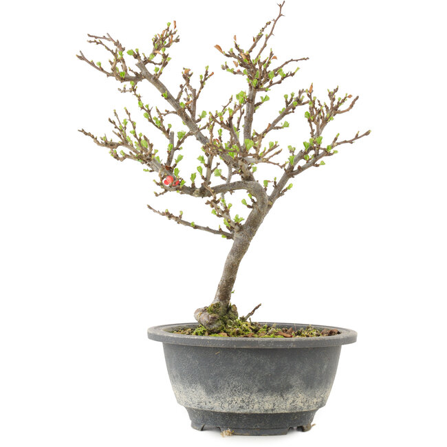 Chaenomeles speciosa, 24,5 cm, ± 13 ans, à fleurs rouges et fruits jaunes