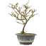 Chaenomeles speciosa, 24,5 cm, ± 13 anni, con fiori rossi e frutti gialli