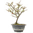 Chaenomeles speciosa, 24,5 cm, ± 13 years old, with red flowers and yellow fruit