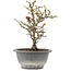 Chaenomeles speciosa, 21 cm, ± 13 jaar oud, met rode bloemen en geel fruit