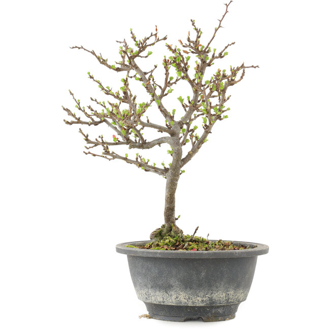 Chaenomeles speciosa, 24,5 cm, ± 13 anni, con fiori rossi e frutti gialli
