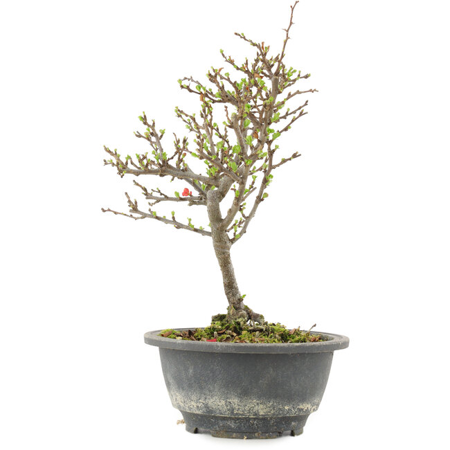 Chaenomeles speciosa, 24,5 cm, ± 13 Jahre alt, mit roten Blüten und gelben Früchten