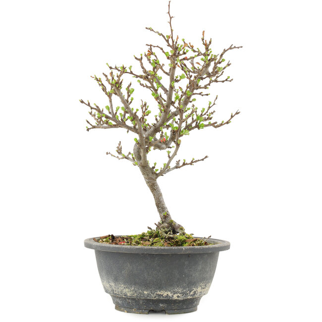 Chaenomeles speciosa, 24,5 cm, ± 13 Jahre alt, mit roten Blüten und gelben Früchten