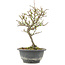 Chaenomeles speciosa, 24,5 cm, ± 13 jaar oud, met rode bloemen en geel fruit