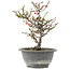 Chaenomeles speciosa, 21 cm, ± 13 jaar oud, met rode bloemen en geel fruit