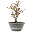 Chaenomeles speciosa, 21 cm, ± 13 jaar oud, met rode bloemen en geel fruit