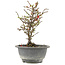 Chaenomeles speciosa, 21 cm, ± 13 jaar oud, met rode bloemen en geel fruit