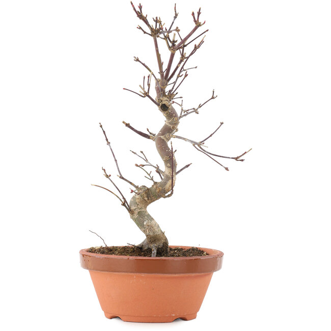 Acer palmatum Deshojo, 25,5 cm, ± 5 Jahre alt