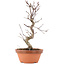 Acer palmatum Deshojo, 25,5 cm, ± 5 años