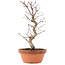 Acer palmatum Deshojo, 25,5 cm, ± 5 jaar oud