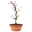Acer palmatum Deshojo, 25,5 cm, ± 5 años