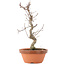 Acer palmatum Deshojo, 25,5 cm, ± 5 jaar oud