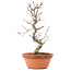 Acer palmatum Deshojo, 25,5 cm, ± 5 jaar oud