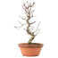 Acer palmatum Deshojo, 25,5 cm, ± 5 years old