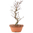 Acer palmatum Deshojo, 25,5 cm, ± 5 jaar oud