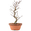 Acer palmatum Deshojo, 25,5 cm, ± 5 Jahre alt
