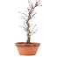Acer palmatum Deshojo, 25,5 cm, ± 5 anni