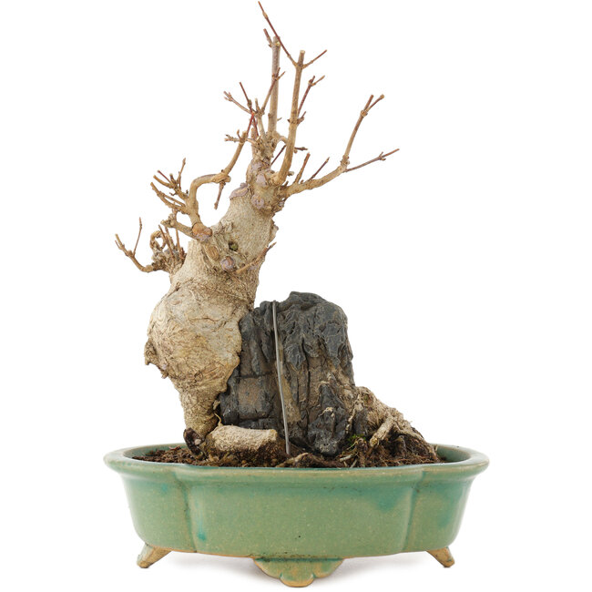 Acer buergerianum, 21 cm, ± 15 anni, in un vaso giapponese fatto a mano da Shibakatsu